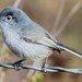 California Gnatcatcher - Photo (c) Jay Keller, all rights reserved, uploaded by Jay Keller