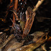 Mantidactylus zipperi - Photo (c) louisedjasper, todos los derechos reservados