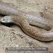 Leioheterodon geayi - Photo (c) danielaustin, all rights reserved