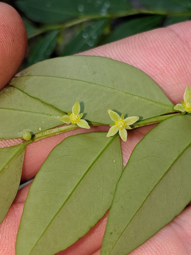 Phyllanthus From Springbrook QLD 4213 Australia On February 23 2020