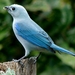 Blue-gray Tanager - Photo (c) rgamboa, all rights reserved
