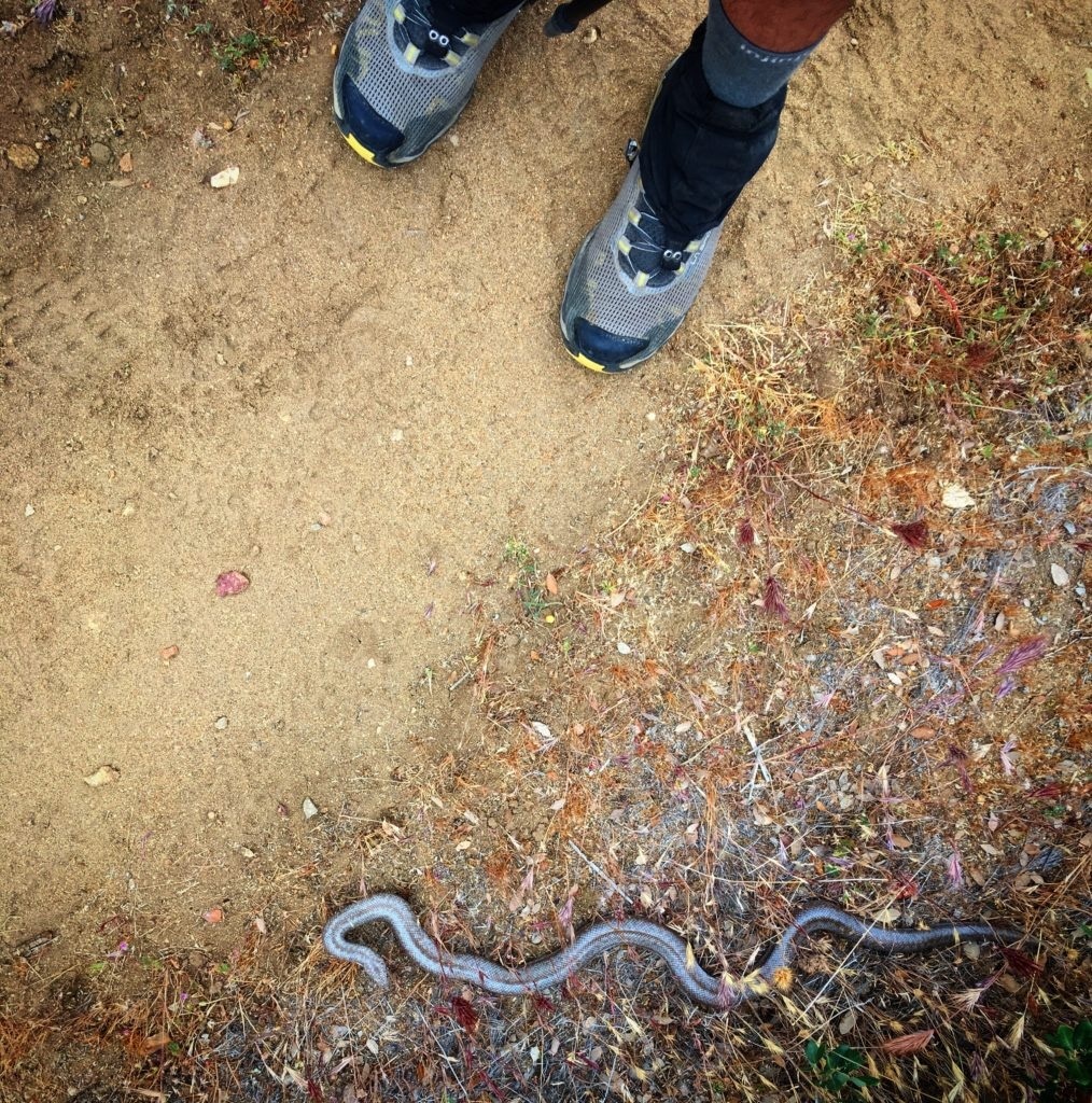 Coastal Rosy Boa From Anza CA US On April 29 2019 At 08 28 AM By