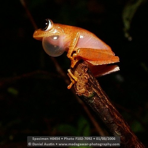 Boophis Pyrrhus