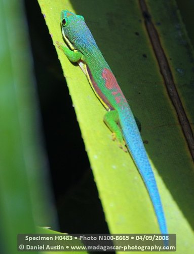 Phelsuma Lineata