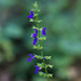Salvia mexicana - Photo (c) Anne, todos os direitos reservados