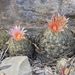 Big Bend Foxtail Cactus - Photo (c) Silvino Eduardo, all rights reserved