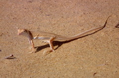 Small