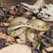 Pampas Snake - Photo (c) arthur_abegg, all rights reserved
