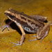 Deli Little Pygmy Frog - Photo (c) Mohd Abdul Muin Md Akil, all rights reserved