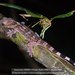 Madagascar Velvet Geckos - Photo (c) Daniel Austin, all rights reserved, uploaded by Daniel Austin