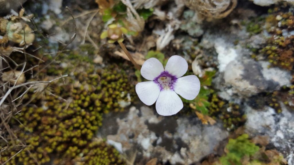 Pinguicula Rotundiflora In February By Neo Tiki Inaturalist