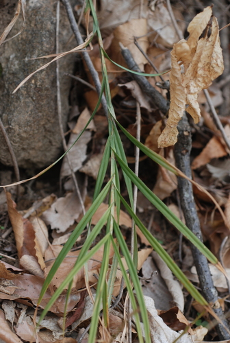 Carex Sect Occlusae Section Occlusae Inaturalist Canada