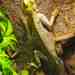 Senegal Agama - Photo (c) robertsprackland, all rights reserved