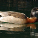 Egyptian Goose × Mallard - Photo (c) 106584015630019574849, all rights reserved, uploaded by 106584015630019574849