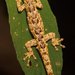 Lygodactylus - Photo (c) Daniel Austin, todos os direitos reservados, uploaded by Daniel Austin