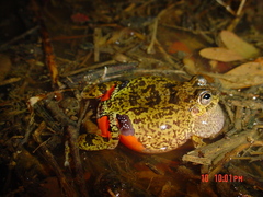 Small