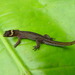 Scaly-eyed Geckos - Photo (c) juandaza, all rights reserved, uploaded by juandaza