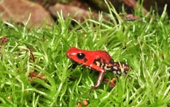 Small