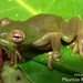 Palmer's Treefrog - Photo (c) Mauricio Rivera-Correa, all rights reserved, uploaded by Mauricio Rivera-Correa
