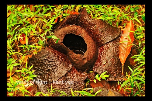 Rafflesia Speciosa N Naturalista Mexico