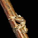 Caracas Snouted Treefrog - Photo (c) estebanalzate, all rights reserved