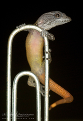 Image of Sphaerodactylus graptolaemus