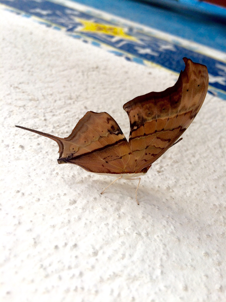 Mariposa alas de daga naranja desde Diagonal Central 423520 Heróica