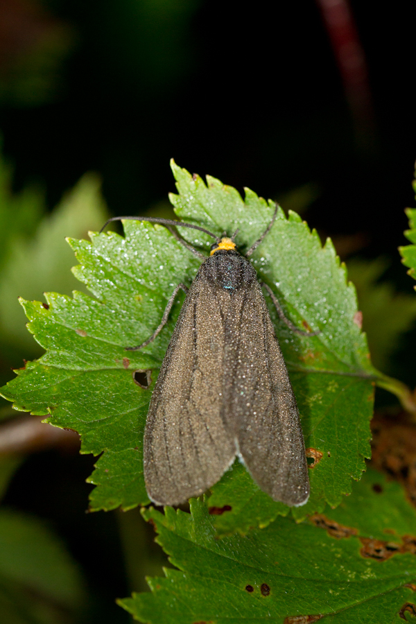 Virginia Ctenucha (Intervale Lowlands Preserve) · iNaturalist
