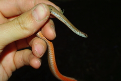 Small