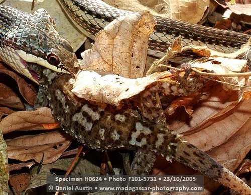 Madagascan Ground Gecko