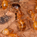 Camponotus festinatus - Photo (c) Jason Penney, todos los derechos reservados