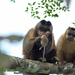 Cebid Monkeys - Photo (c) Oscar Fernandes Junior, all rights reserved, uploaded by Oscar Fernandes Junior