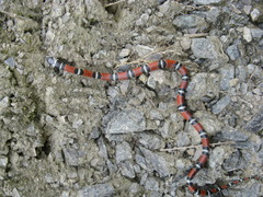 Small