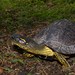 Colombian Wood Turtle - Photo (c) estebanalzate, all rights reserved, uploaded by Esteban Alzate Basto