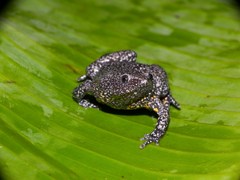 Small