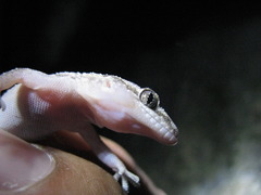 Small