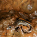 Ambrosi's Cave Salamander - Photo (c) Nicola Destefano, all rights reserved