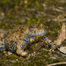 Yellow-Bellied Toad - Photo (c) Federico Crovetto, all rights reserved