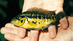 Image of Parachromis loisellei