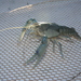 Procambarus regiomontanus - Photo (c) Michael Tobler, όλα τα δικαιώματα διατηρούνται