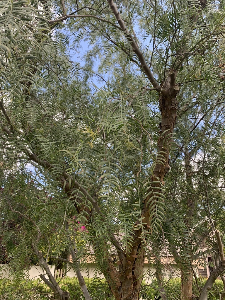 Peruvian Pepper Tree From Oak Tree Ln Irvine Ca Us On April