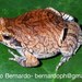 Cuyaba Dwarf Frog - Photo (c) Pedro Bernardo, all rights reserved