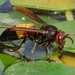 Lesser Banded Hornet - Photo (c) 江仲民, all rights reserved, uploaded by 江仲民