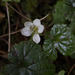 Rubus pumilus - Photo (c) Anne, todos os direitos reservados