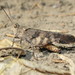 Boll's Grasshopper - Photo (c) Eric Eaton, all rights reserved, uploaded by Eric R. Eaton