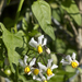 Texas Nightshade - Photo (c) Layla, all rights reserved, uploaded by Layla Dishman
