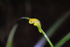 Small
