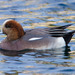 American × Eurasian Wigeon - Photo (c) BJ Stacey, all rights reserved