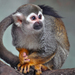 Macaco-de-Cheiro - Photo (c) Ellen van Yperen, todos los derechos reservados