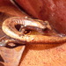 Salamandra Lengua de Hongo Rojiza - Photo (c) Nelson Martin Ceron De La Luz, todos los derechos reservados, uploaded by Nelson Martin Ceron De La Luz